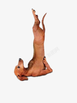 诙谐练瑜伽的小狗高清图片