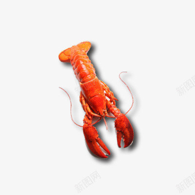 创意合成煮熟的小龙虾png免抠素材_新图网 https://ixintu.com 创意 合成 龙虾
