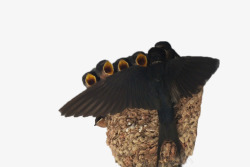 益鸟哺育雏鸟的燕妈妈高清图片