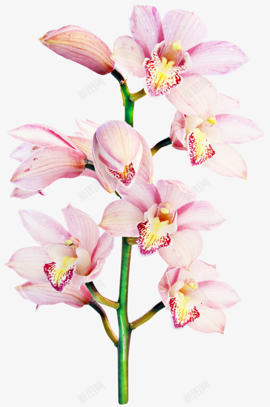 花草背景花卉png免抠素材_新图网 https://ixintu.com 唯美花卉图片 国画花卉素材 植物花草 植物花草素材 花卉图案素材 花草画 装饰图片素材