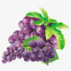 巨峰紫色葡萄高清图片