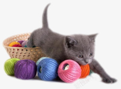 猫玩毛线球猫咪与毛线高清图片