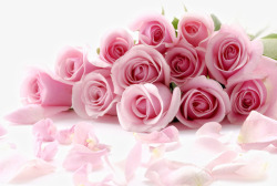 一簇平放的粉色玫瑰素材