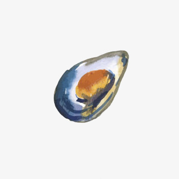 水彩海贝png免抠素材_新图网 https://ixintu.com 海产品 海贝 海鲜 绘画 美食 食物