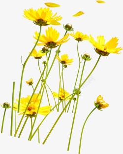 春季黄色野外花海装饰素材