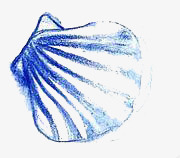 扇形贝壳贝壳高清图片