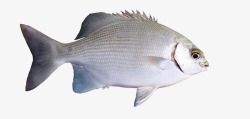 白色的可食用鱼素材