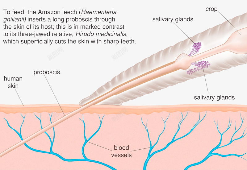 皮肤汗腺png免抠素材_新图网 https://ixintu.com 教学插画 毛囊 皮层组织 皮肤结构