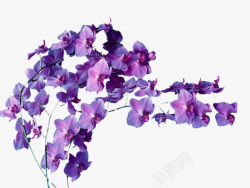 漂浮鲜花紫色鸢尾花高清图片