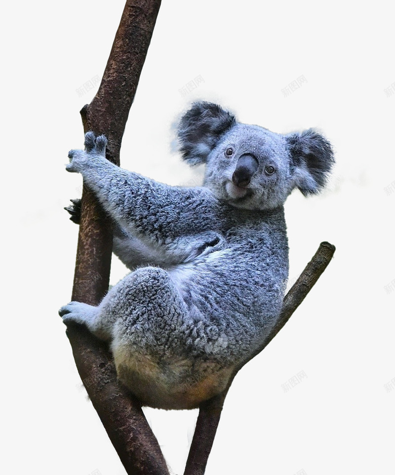 在树杈上的灰色考拉png免抠素材_新图网 https://ixintu.com 动物 树杈 灰色 考拉