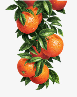 橘子装饰卡通手绘水果装饰海报高清图片
