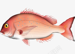 卡通手绘海鲜鱼类插画png免抠素材_新图网 https://ixintu.com 卡通手绘 水中生物