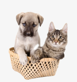 小竹筐竹筐中的猫和狗高清图片