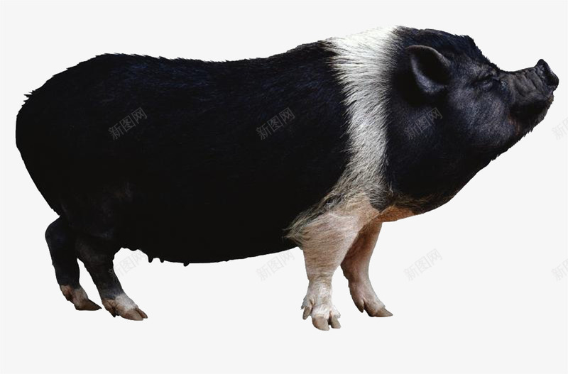 黑色的野猪png免抠素材_新图网 https://ixintu.com 动物 可爱 山猪 装饰 野猪 黑色