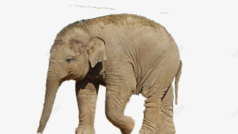 大象非洲象png免抠素材_新图网 https://ixintu.com 大象 野生大象 非洲大象 非洲象