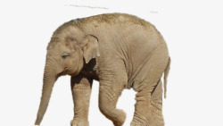 非洲森林象大象非洲象高清图片