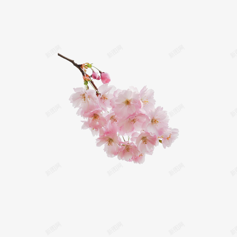 一束樱花png免抠素材_新图网 https://ixintu.com 日本樱花 樱花 粉红色樱花 花朵