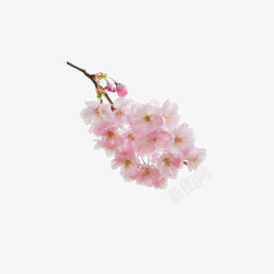 粉红色日本一束樱花高清图片
