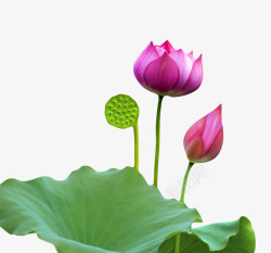 印度莲花庙粉红色纯洁的水芙蓉和荷叶莲蓬实高清图片