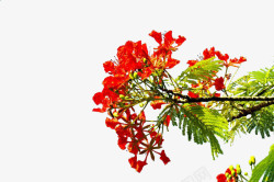 红色凤凰美丽的实景凤凰树高清图片