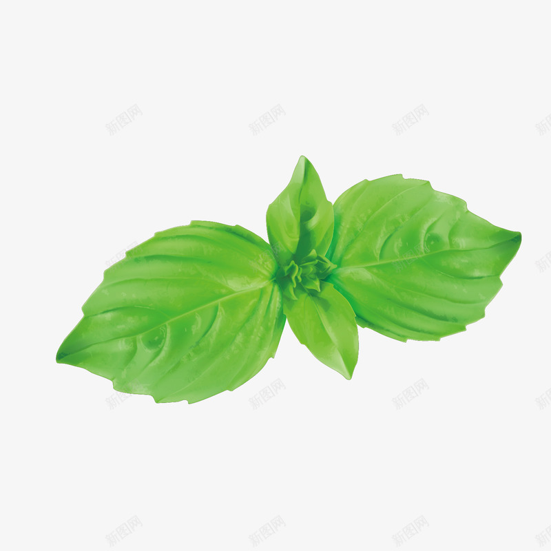 绿色菜叶png免抠素材_新图网 https://ixintu.com 绿色 菜市场 蔬菜 装饰青菜 超市菜品 青菜