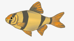 棕色淡水鱼矢量图素材