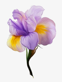 鸢尾花手绘素材