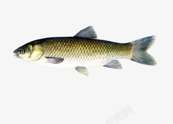 水生生物一条草鱼高清图片
