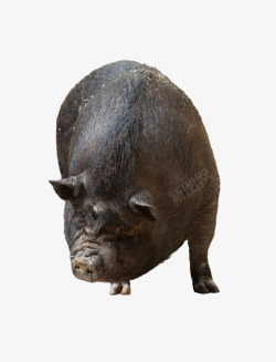 猪的正面实物黑毛猪高清图片