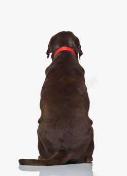 中型犬深色狗狗背影高清图片