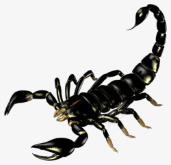 蝎子图片黑色蝎子高清图片