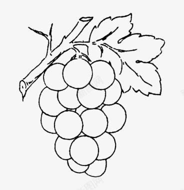 枝干可爱葡萄简笔画图标图标