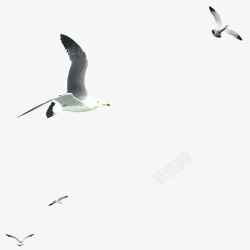 汉堡黑白海鸥高清图片