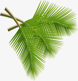 矢量卡通椰树叶椰子卡通椰子树叶夏天高清图片