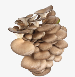 鲜蘑蘑菇平菇素材