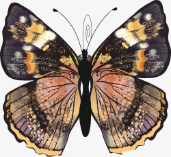 昆虫标本蝴蝶标本高清图片