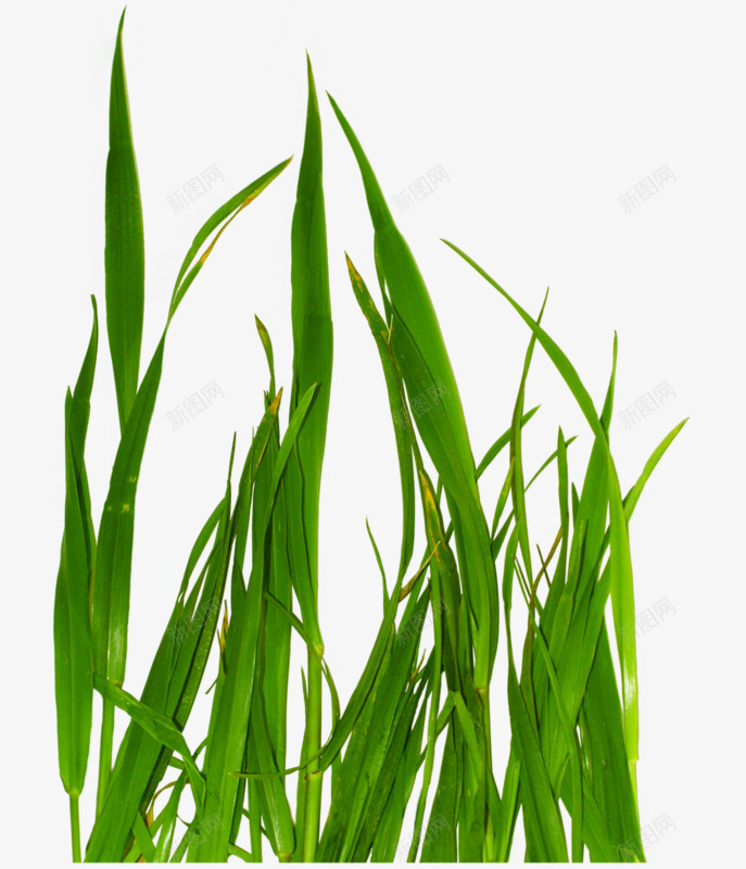 一堆绿草png免抠素材_新图网 https://ixintu.com 好看 手绘 植物 绿色
