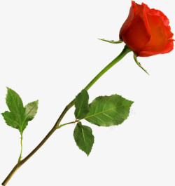 玫瑰花枝情人节元素高清图片