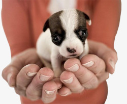 动物庇护所救治小狗高清图片