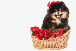 爱大红玫瑰的小狗素材