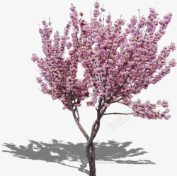 修剪树林桃花树高清图片