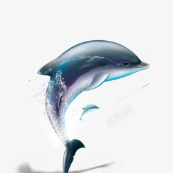 水里动物海豚高清图片