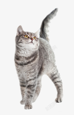 站立的猫英国短毛猫高清图片