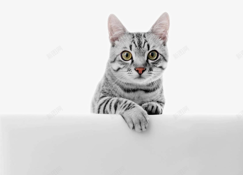 可爱猫咪png免抠素材_新图网 https://ixintu.com 动物 可爱摄影 可爱猫咪 小巧猫咪 猫咪表情动作 短毛