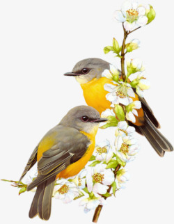 枝头上的鸟杏花枝头的小黄鸟高清图片