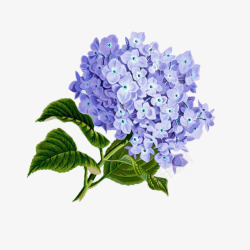 蓝色花团手绘蓝色丁香花球插画高清图片