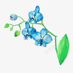 蝴蝶兰花瓣手绘卡通蓝色蝴蝶兰高清图片