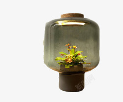 创意玻璃灯罩里的植物素材