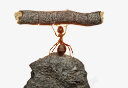 蚂蚁举木头蚂蚁高清图片