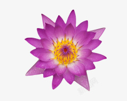 水生花紫色纯洁的盆状带水珠的水芙蓉实高清图片